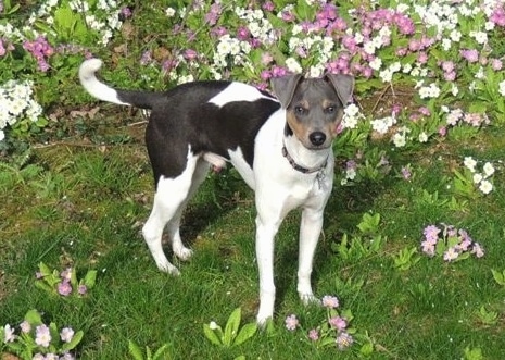 Izy the Brazilian Terrier standing in front of a bed of purple and white flowers